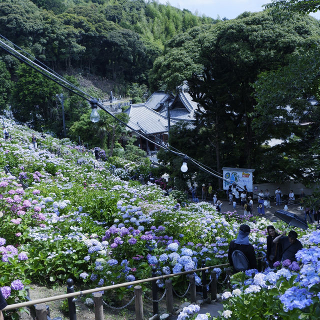 邂逅一望無際的紫陽花海 