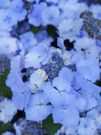 名古屋打卡聖地：形原溫泉紫陽花祭 