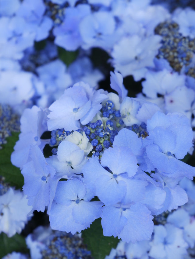 名古屋打卡聖地：形原溫泉紫陽花祭 