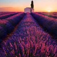 Lavender Fields, Provence