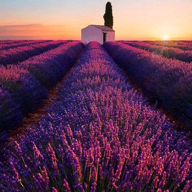 Lavender Fields, Provence