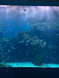 XPark Aquarium ใกล้สนามบินเถาหยวน ไต้หวัน