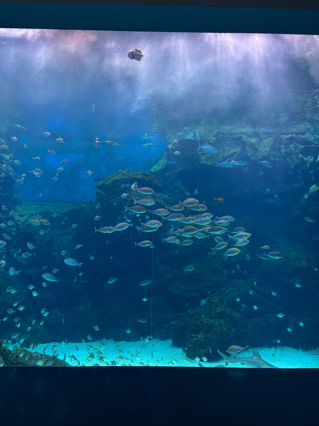 XPark Aquarium ใกล้สนามบินเถาหยวน ไต้หวัน