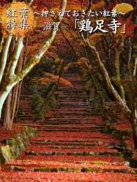 【紅葉特集】静かな境内を赤く染める紅葉絶景🍁なんと今年は○○✨車がなくても行ける🚍