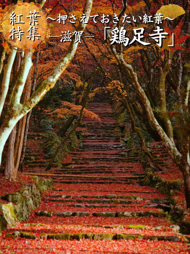 【紅葉特集】静かな境内を赤く染める紅葉絶景🍁なんと今年は○○✨車がなくても行ける🚍