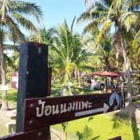 Coconut market - กาดบะป๊าว เชียงใหม่