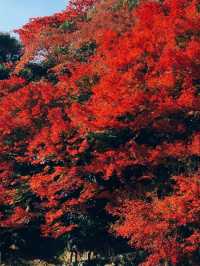 【国東】仁王像に守られた真っ赤な紅葉🍁 