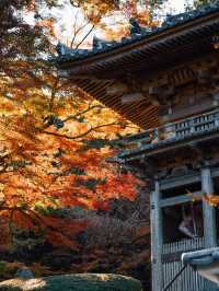 福岡觀楓紅聖地行程🥰超美神寺❤️值得一去