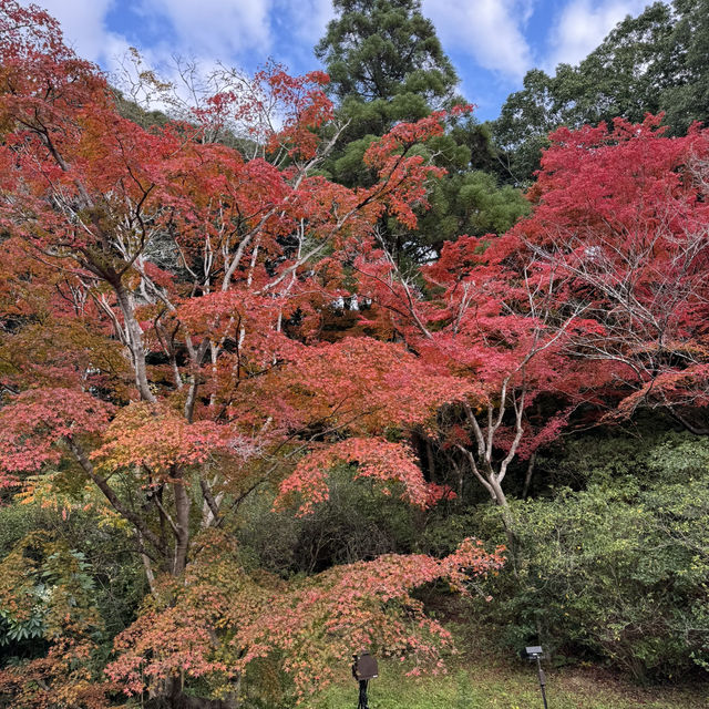 紅葉最佳觀賞點