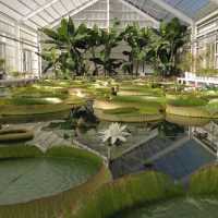 ทุ่งดอกโคเชีย ที่สวนเกษตรโออิตะ