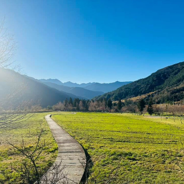 武陵農場賞梅花