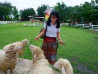 ฟาร์มแกะทหารช่าง 🐑 