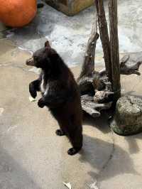 ［北卡旅遊］cherokee bear zoo-分享但不一定推薦🐻🐾