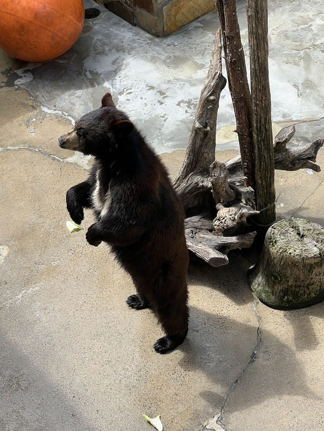 ［北卡旅遊］cherokee bear zoo-分享但不一定推薦🐻🐾