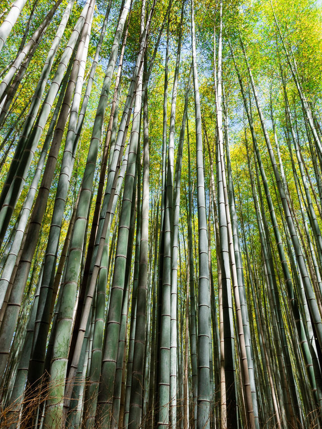IG打卡竹林小徑🇯🇵🎋