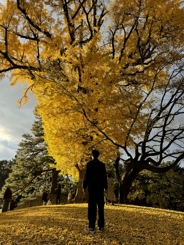 京都／京都御所