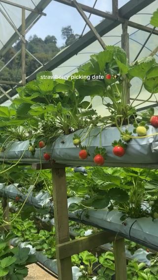 Strawberry picking date in Genting 🍓