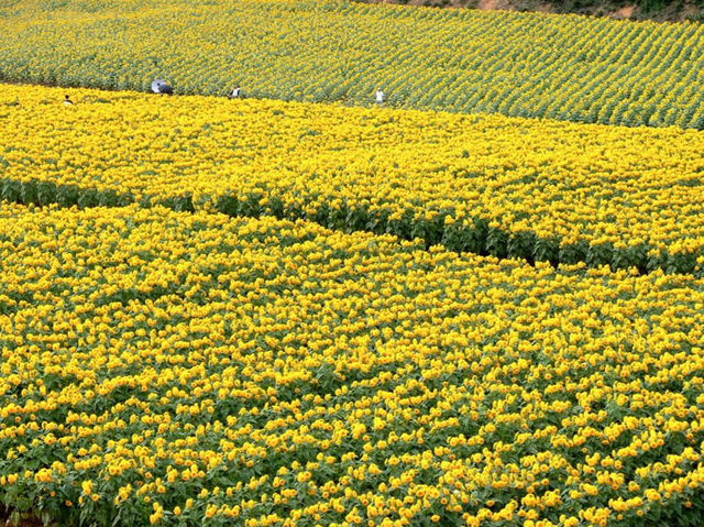 Sera Kogen Farm - Sunflower Festival