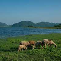 “ปราณบุรี”มุมนี้ทั้งสวยทั้งชิลฟีลตปทมากกก🐑🏞🐐 