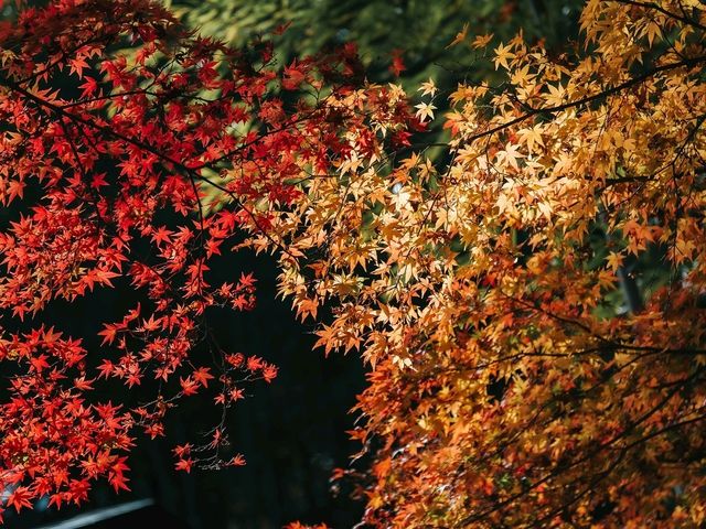วัดเทนริวจิ (Tenryuji Temple )