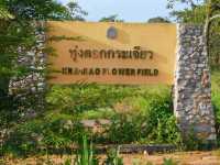 ชมทุ่งดอกกระเจียว ที่อุทยานแห่งชาติไทรทอง