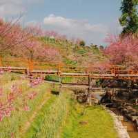 สะพานซากุระบ้านขุนวาง…เชียงใหม่🌸