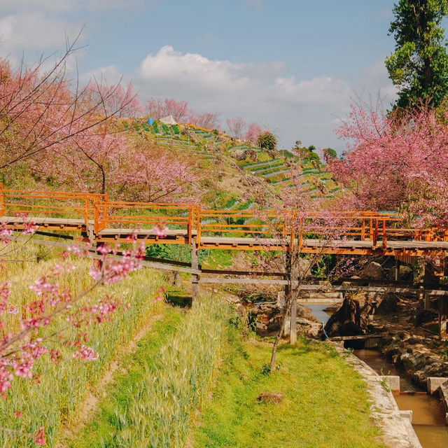 สะพานซากุระบ้านขุนวาง…เชียงใหม่🌸