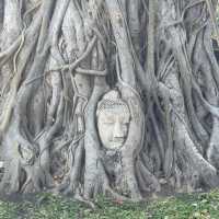 วัดมหาธาตุ จ.พระนครศรีอยุธยา