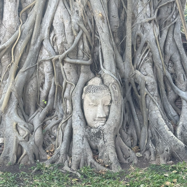 วัดมหาธาตุ จ.พระนครศรีอยุธยา