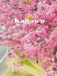 【冬に咲く桜】河津桜のおすすめスポット🪧