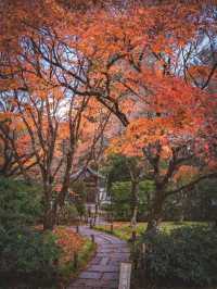 🍁 秋の西芳寺で感じる静寂と彩り ✨