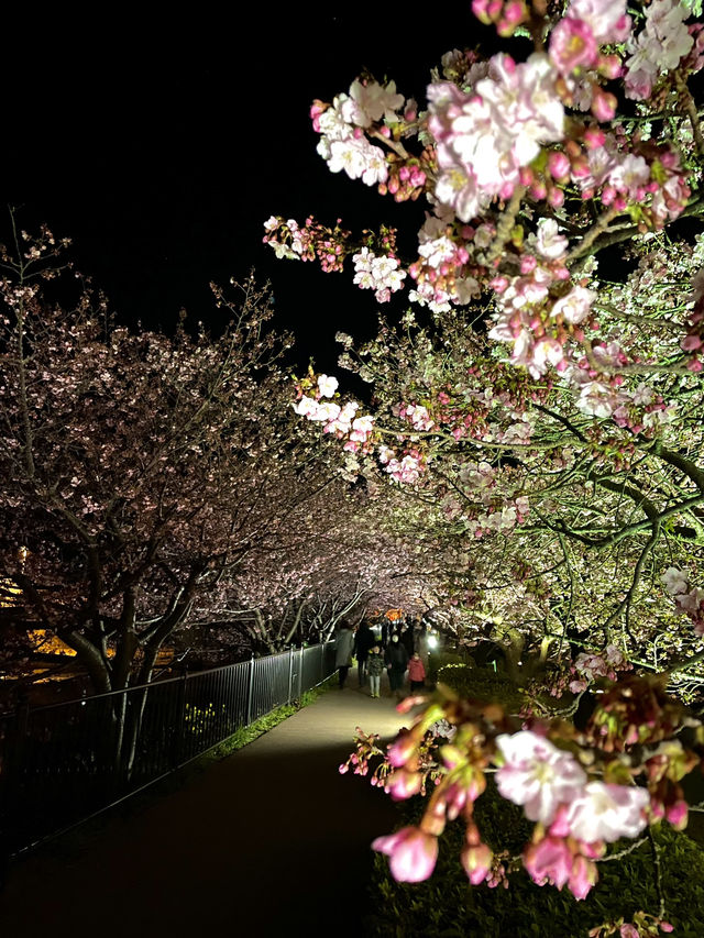 【伊豆×初春の旅】  夜に浮かび上がる河津桜  