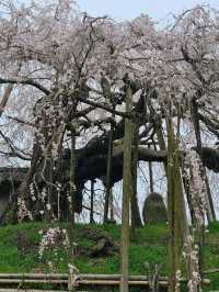 『樹齢350年の桜』