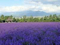 Tomita Farm ฟาร์มโทมิตะ