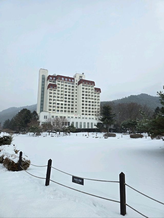 실시간 눈내리는 평창 유럽 정원🤍