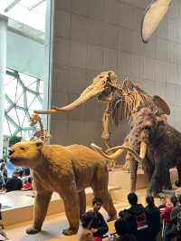 Shanghai History Museum