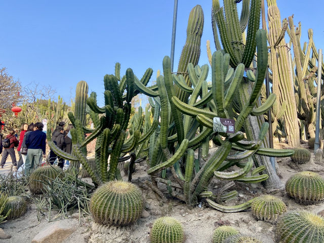 情人節好去處💕廈門園林植物園🌹🌵