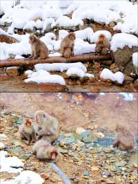 日本長野縣。地獄谷雪猴公園🦧Snow Monkey Park獼猴野生生態奇觀