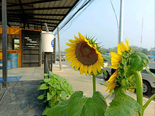 iam cafe Singburi