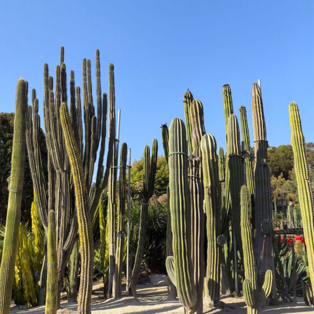 【中国/アモイ園林植物園】
