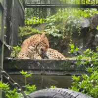 廣州動物園-市中心的動物世界