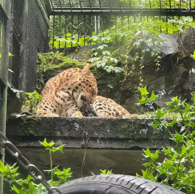 廣州動物園-市中心的動物世界