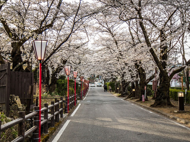 仙台西公園夢幻粉雪盛宴🌸 仙台櫻花滿開，一秒走進春日童話！        