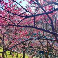 ชมดอกซากุระบานที่สวนเล่อฮวอ(Lohas Park)