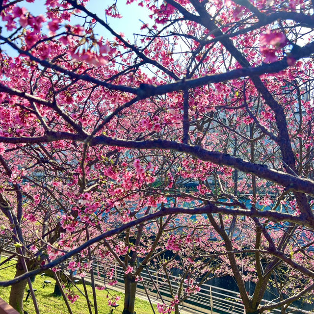 ชมดอกซากุระบานที่สวนเล่อฮวอ(Lohas Park)