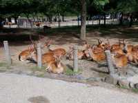 วัดโทไดจิ เเห่งเมืองนารา
