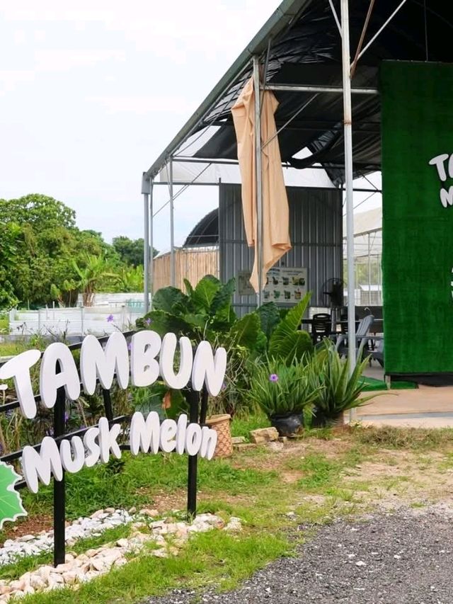 Tambun Musk Melon Agro Farm