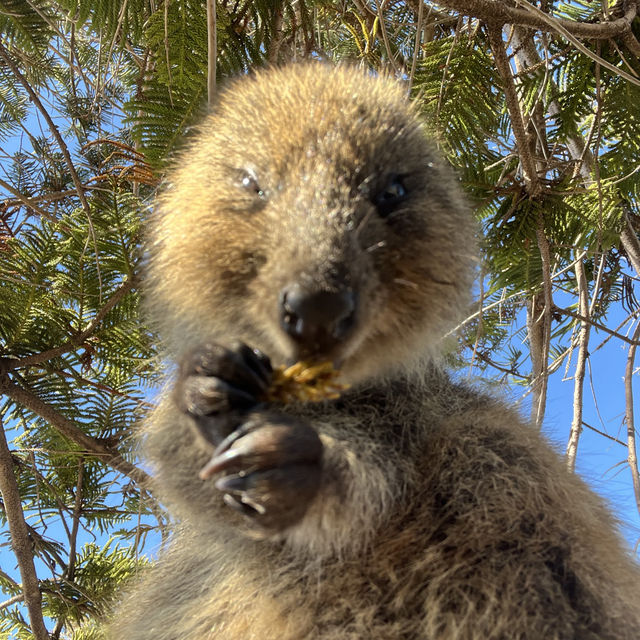 ロットネスアイランド🏝️🇦🇺