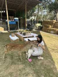 คาเฟ่สัตว์เลี้ยงแม่ริมเชียงใหม่