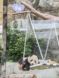 Panda Cuteness Overload: A Day at Ocean Park with Adorable Cubs!